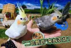 鹦鹉搞笑视频,笑料百出，萌态可掬