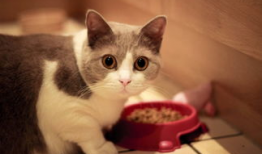 调教狗奴视频,视频背后的真实训练方法与心理洞察