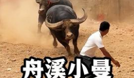 牛牛热在线视频,揭秘热门视频背后的魅力与影响力